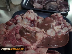 بازدید روسای پردیسهای دانشگاه فرهنگیان، معاون برنامه ریزی و توسعه مدیریت و مسئولان پژوهشکده تعلیم و تربیت اداره کل آموزش و پرورش استان از آزمایشگاههای پردیس شهید رجایی 4