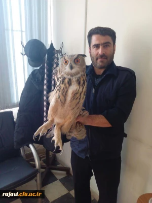 تحویل یک قطعه جغد پیدا  شده در محوطه به سازمان محیط زیست