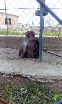 بمناسبت گرامیداشت دهه ی سرآمدی آموزش و به همت گروه علوم پایه

بازدید دانشجویان پردیس شهید رجایی آذربایجان غربی از پارک ملی دریاچه ارومیه و باغ وحش 8