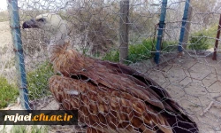 بمناسبت گرامیداشت دهه ی سرآمدی آموزش و به همت گروه علوم پایه

بازدید دانشجویان پردیس شهید رجایی آذربایجان غربی از پارک ملی دریاچه ارومیه و باغ وحش 9