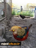 بمناسبت گرامیداشت دهه ی سرآمدی آموزش و به همت گروه علوم پایه

بازدید دانشجویان پردیس شهید رجایی آذربایجان غربی از پارک ملی دریاچه ارومیه و باغ وحش 10