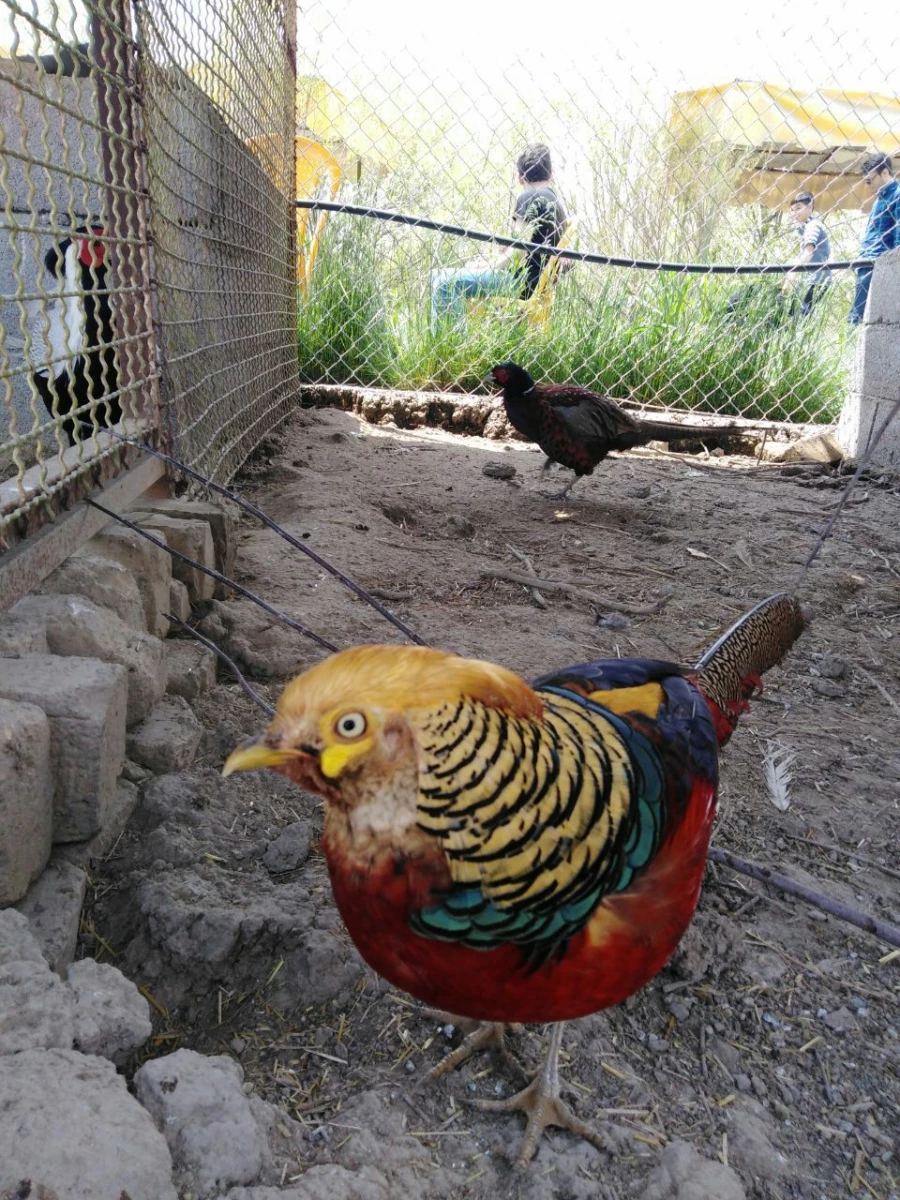 بمناسبت گرامیداشت دهه ی سرآمدی آموزش و به همت گروه علوم پایه

بازدید دانشجویان پردیس شهید رجایی آذربایجان غربی از پارک ملی دریاچه ارومیه و باغ وحش 10